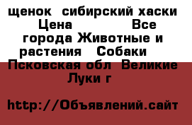 щенок  сибирский хаски › Цена ­ 12 000 - Все города Животные и растения » Собаки   . Псковская обл.,Великие Луки г.